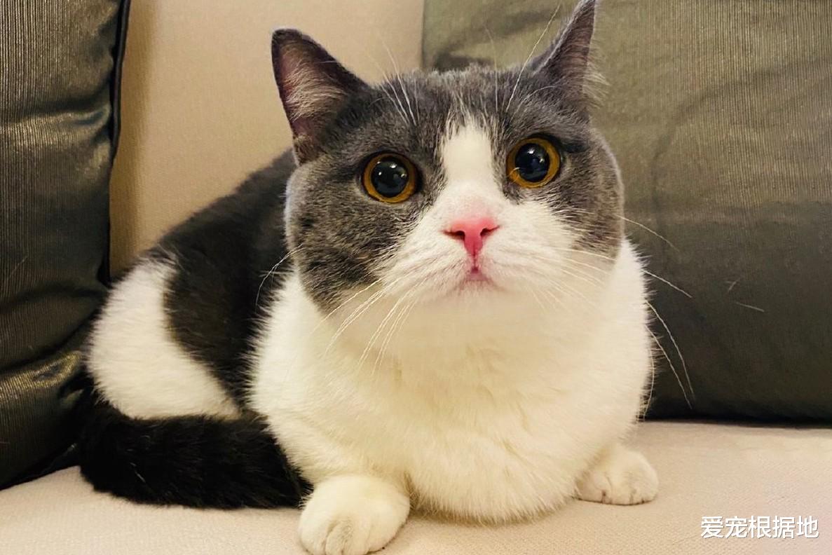 肖战竟是资深猫奴，裤子被蹭成猫毛裤，他却一脸宠溺毫不在意