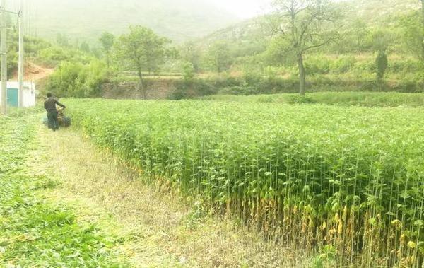 【创业】河南男子辞掉工作返乡创业,靠这种“草”三年创收数百万