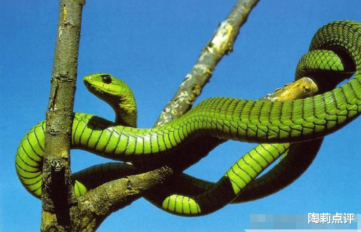 毒蛇|有毒蛇和无毒蛇的区别是什么？蛇能缠死人吗？