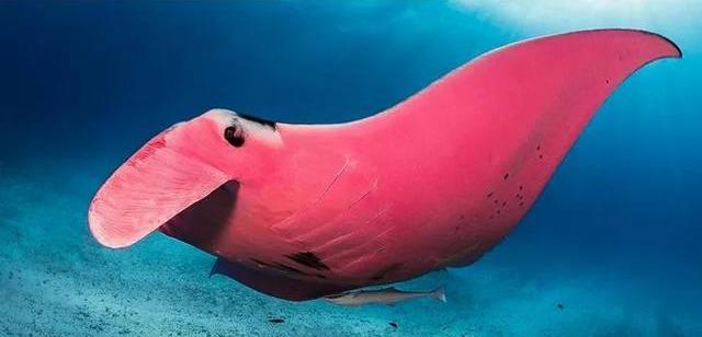 |真实存在的神奇生物，用人格担保，这些动物真的没PS过