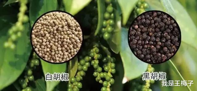 谷氨酸钠：胡椒粉、鸡精和味精哪个对人体伤害大？一句话说清楚