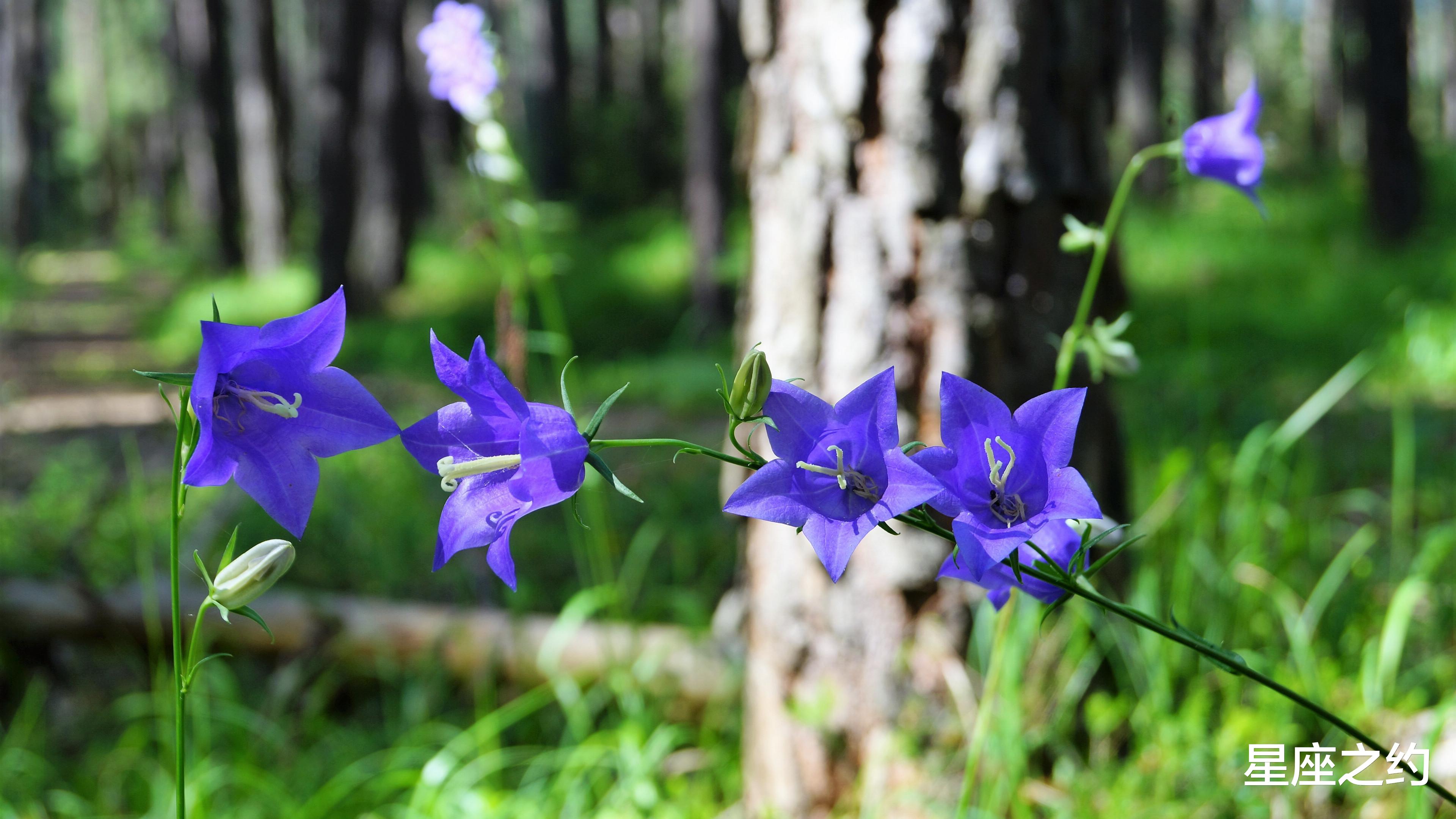 霉运|在11月份，霉运尽散，积极向上，旗开得胜，的三大星座