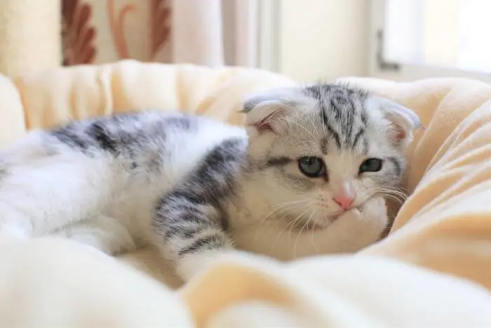 蛋白质|减肥期间饭菜有必要分开吃吗？