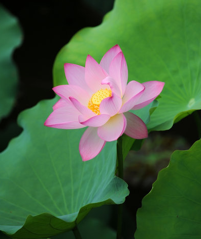 【运势】未来60天，4属相门前喜鹊喳喳叫，财运暴涨，走向富贵生活