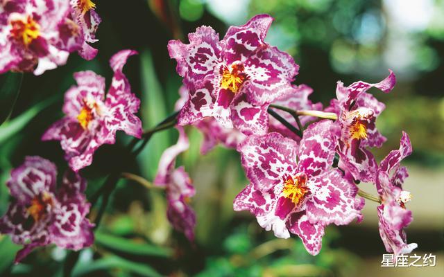 【生肖】在6月上旬，放下过去，不再强求，追求幸福的三大星座