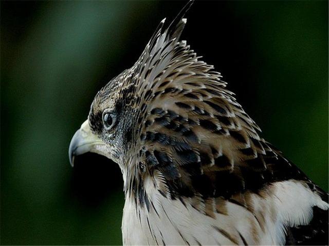 蜜獾|泰山出现一头顶凤冠的猛禽，吃野蜂堪比平头哥，除了蜂蛹还吃蜂巢