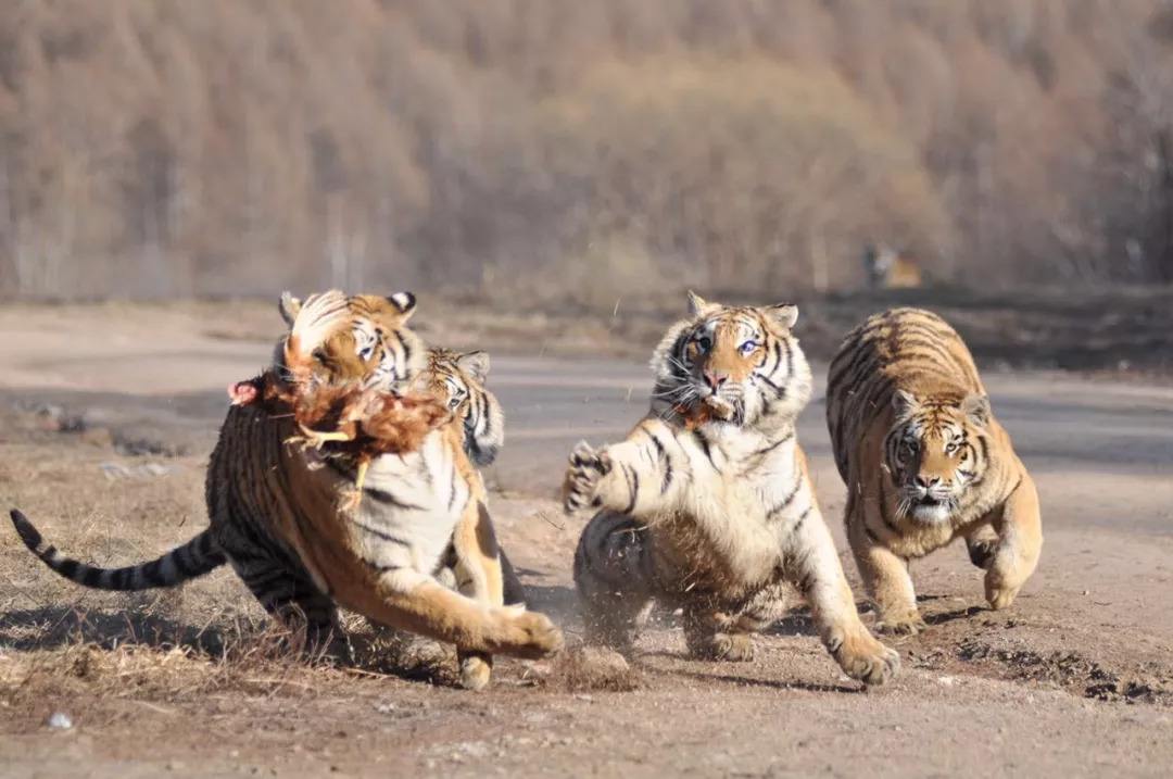 混凝土|四种真实存在的杂交动物，“狮虎兽”生长没有极限！