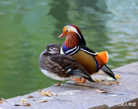 「」心理测试:凭感觉选一对最恩爱的鸳鸯,测你最近会有什么好运,准