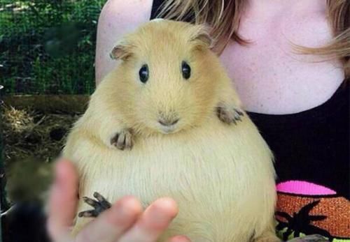 「熊猫」5种动物怀孕后的样子，完全变了个样，网友：大自然真是奇妙！