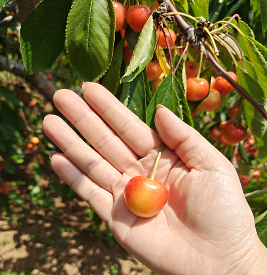 「大连」注意！事关大连樱桃