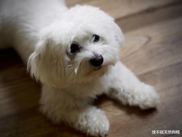 比熊总喜欢舔人，不仅是喜欢你，其实还想告诉你这6件事