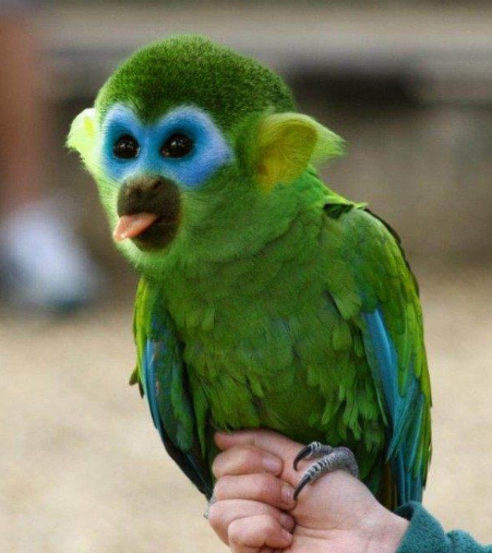 鳄鱼@把不同的物种进行杂交，会变成什么样？哈哈哈哈，这也太奇怪了吧！