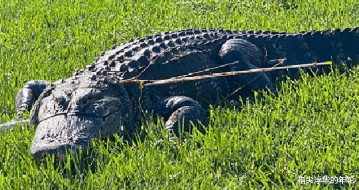 |美国男子遭4米长巨鳄跟踪多年,联手朋友将其猎杀示众
