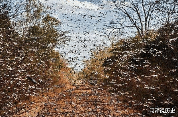 「」中国有多厉害？4000亿蝗虫逼近，中国派出“战斗鸡”，场面震撼！