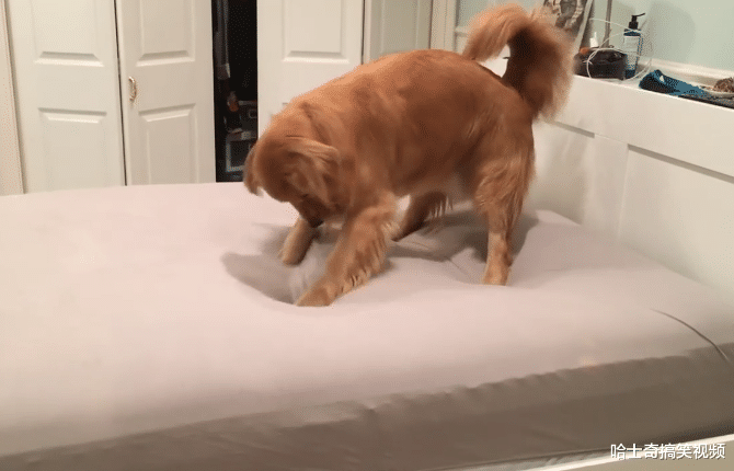 网友允许金毛在床上睡，它却有点不相信，狗：麻烦再说一次