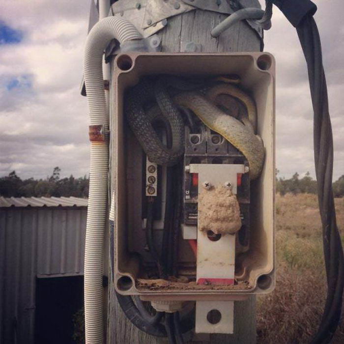 |为什么澳大利亚真的是人类不应该真正进入的土地?