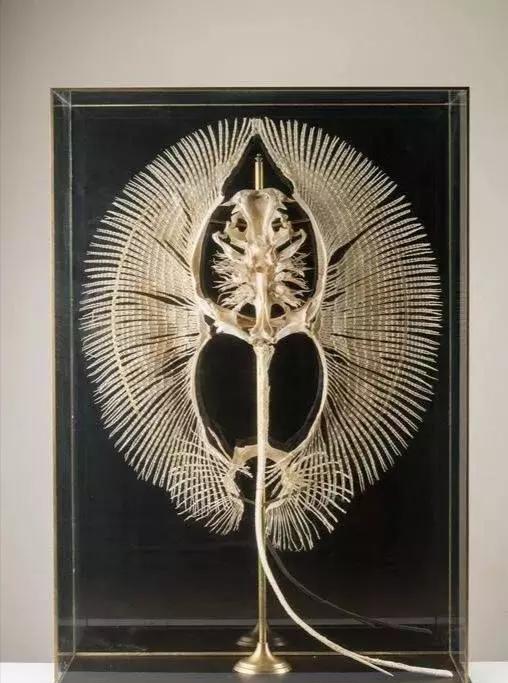 [大熊猫]7种动物死后的骨骼，完全认不出来它们活着的模样，大熊猫太狰狞