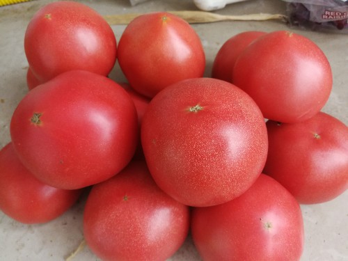 [西红柿]买西红柿就挑“母”的，沙甜又多汁，学会这4招，一挑一个准