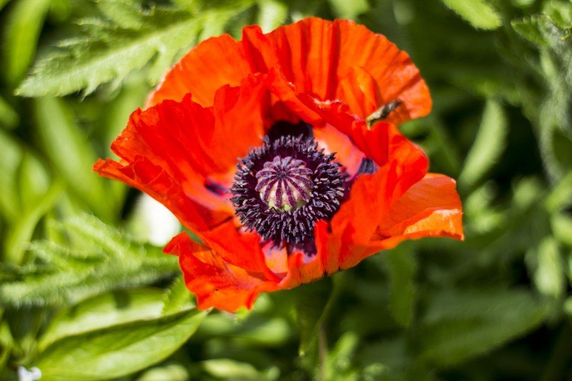 「运势」下周起运势旺盛，好运源源不断地到来，吉祥如意的四属相