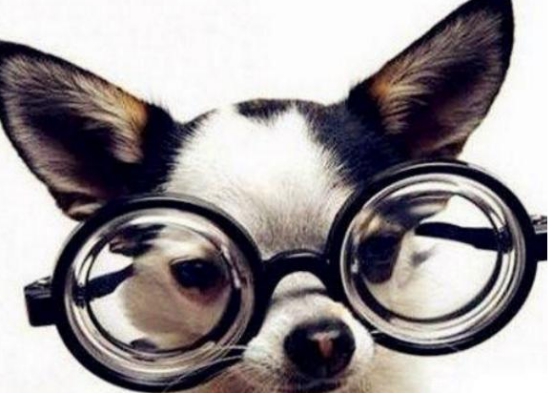 科学家|人类看不到的东西狗真的能看见吗？科学家通过研究给出肯定答案！