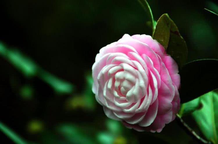 生肖：6月下旬开始财富令人眼红，运势蹭蹭涨，事业兴旺的四大生肖