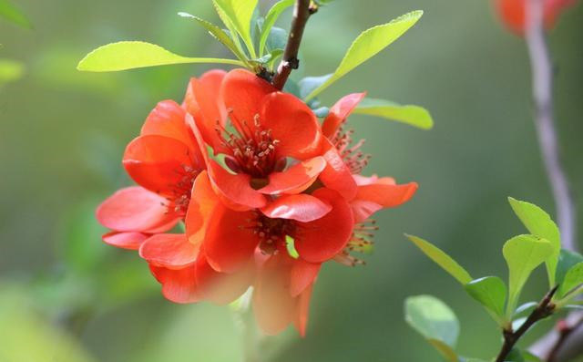 「生肖」下半年，好运连连，福气多多，3个生肖即将迎来小幸运！