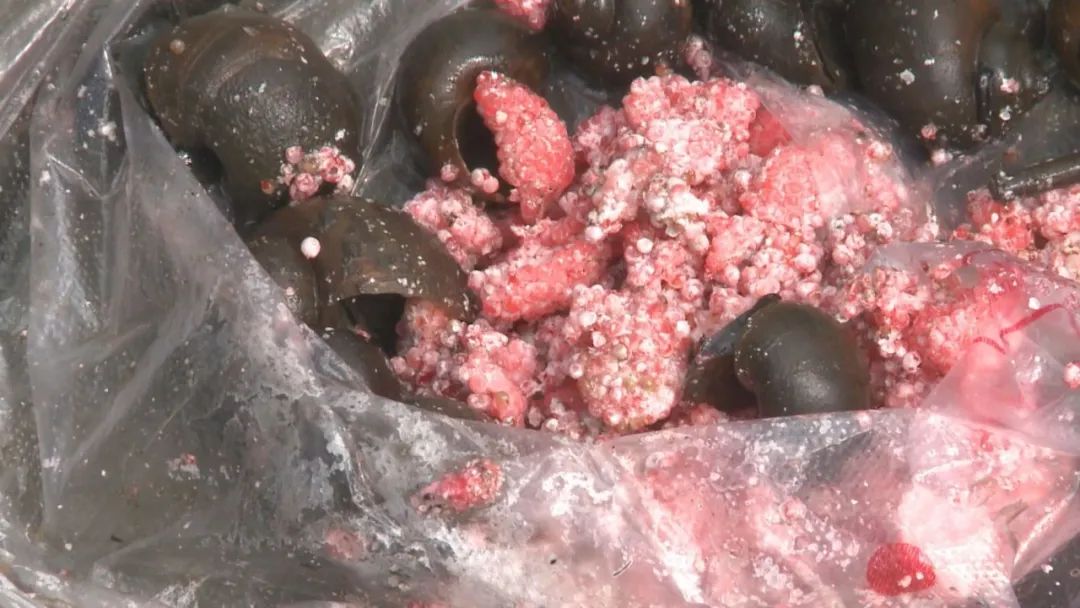 乐山天天报|这些外来物种正在乐山绿心公园大量繁殖搞破坏，灭了它！