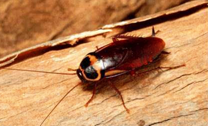 『』蟑螂是怎样的昆虫，拍死的蟑螂不收拾，为啥第二天一看，没了？