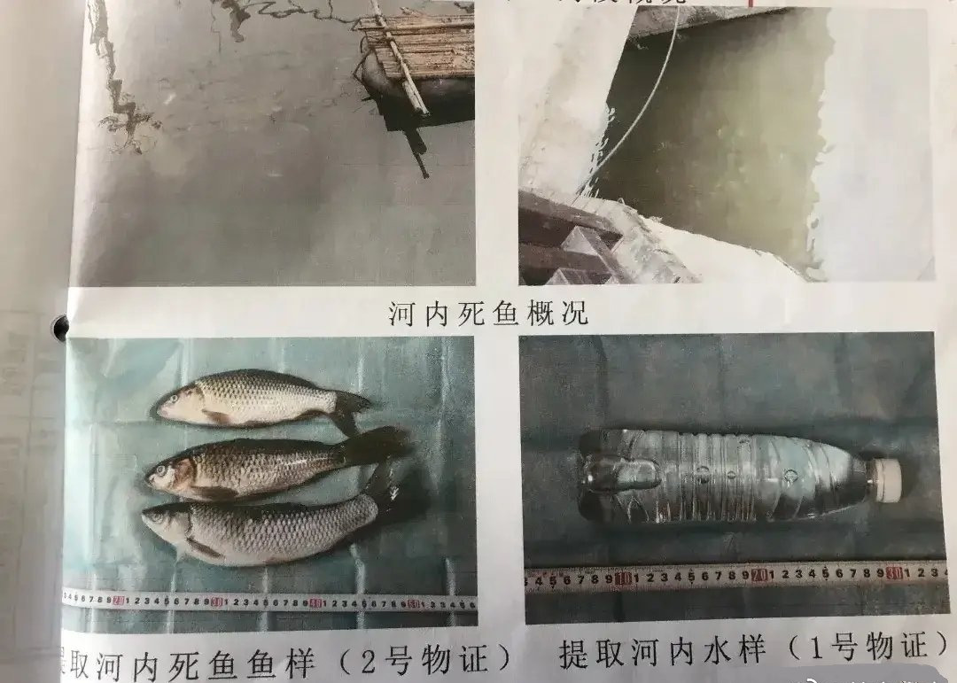 |钓不到鱼就下毒，四名男子致死鱼类22万尾，丢光钓鱼人的脸