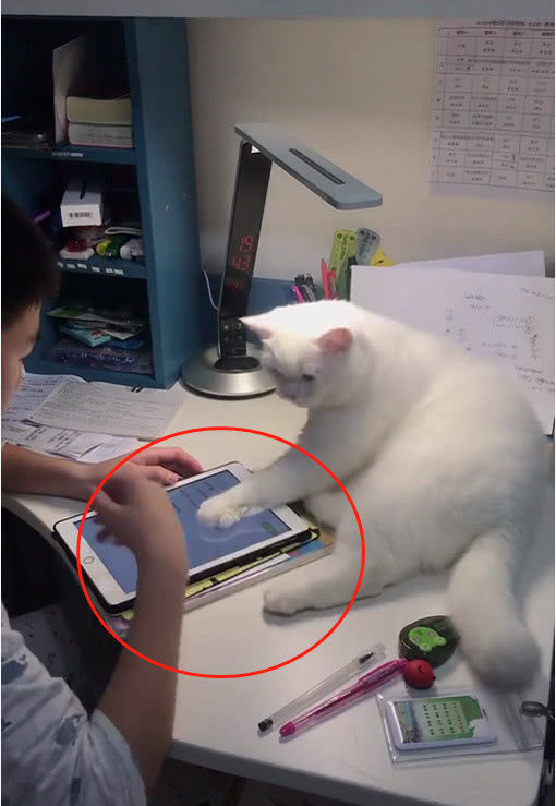 儿子深夜苦读，喵星人表现哭笑不得：如此喜欢小主人吗