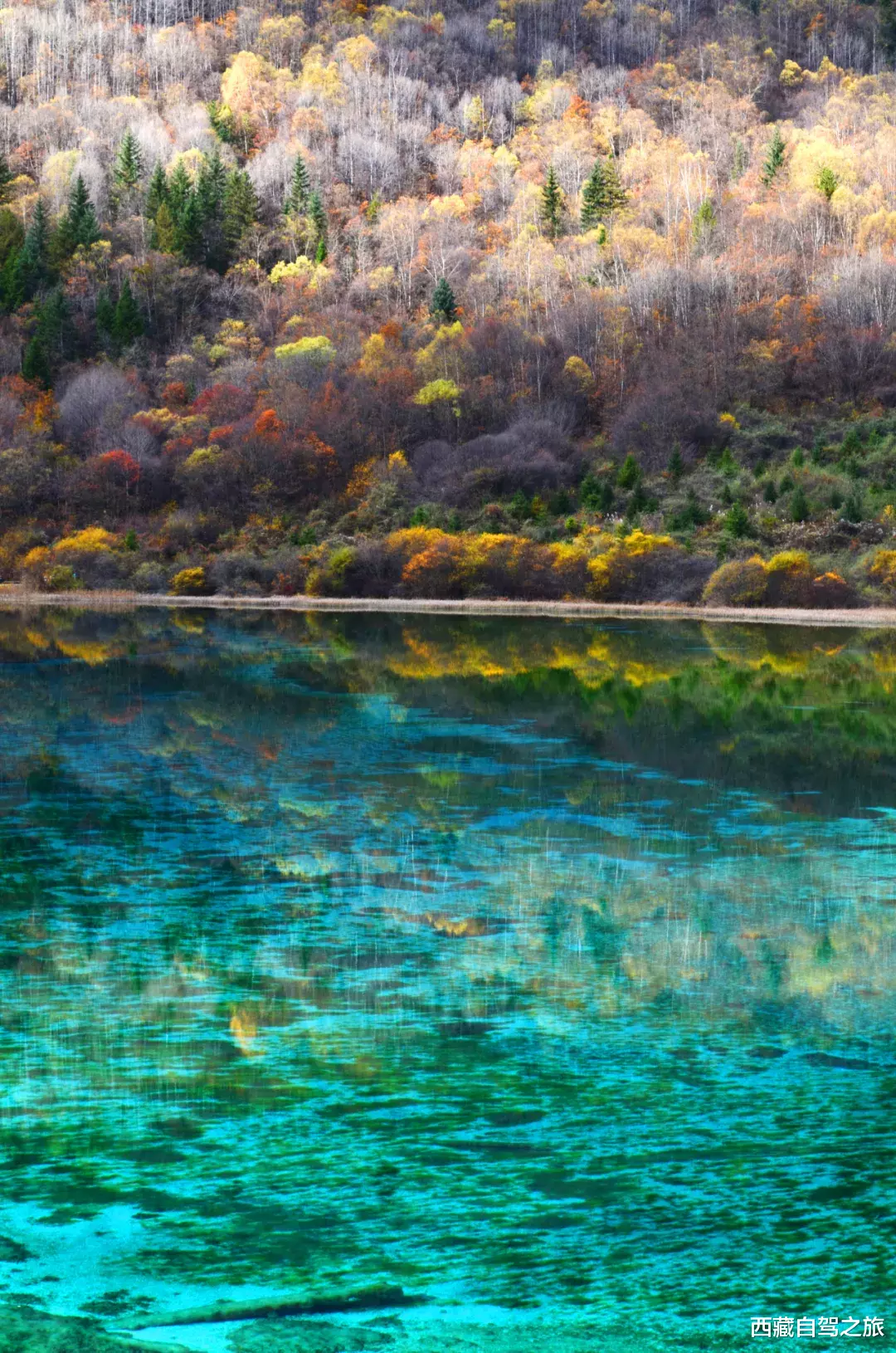 川西|深秋酝酿的五彩斑斓，全在川西晕染开了！