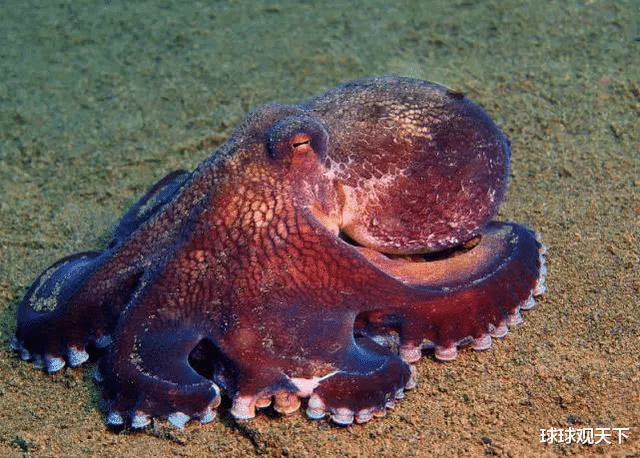 外星人▲真真假假？ 外星人可能就在你的身边