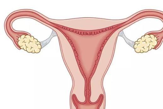 怀孕|生育能力较强的女性，往往身体这些部位较为突出，你知道几个？