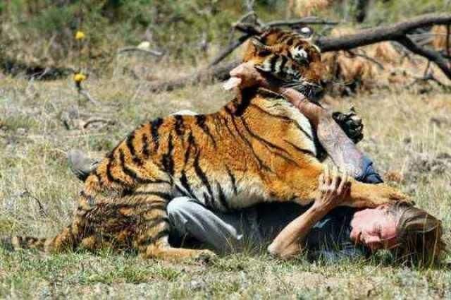 []为什么老虎吃了人之后要被杀掉 ？专家：不杀后果很严重