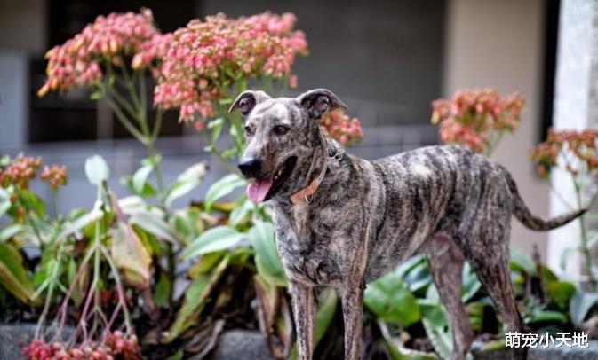 流浪险被打死，同胎米克斯开惊喜包，网友笑：确定是兄弟？