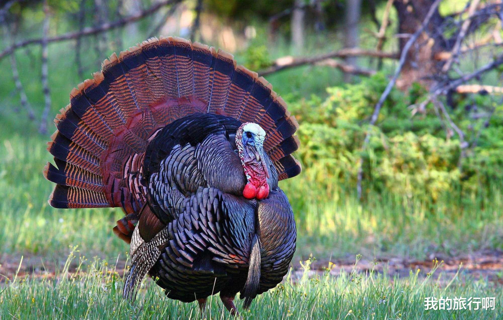 几十斤重的火鸡,深受美国人的喜爱,但在国内却没几个人喜欢吃