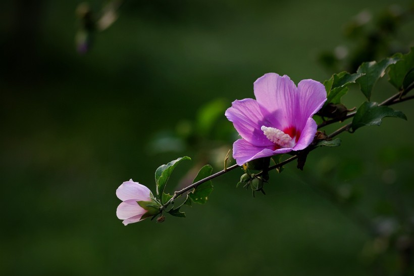 生肖|7月初内，桃花复苏前缘未断，深情不移，前任求复合的四大生肖