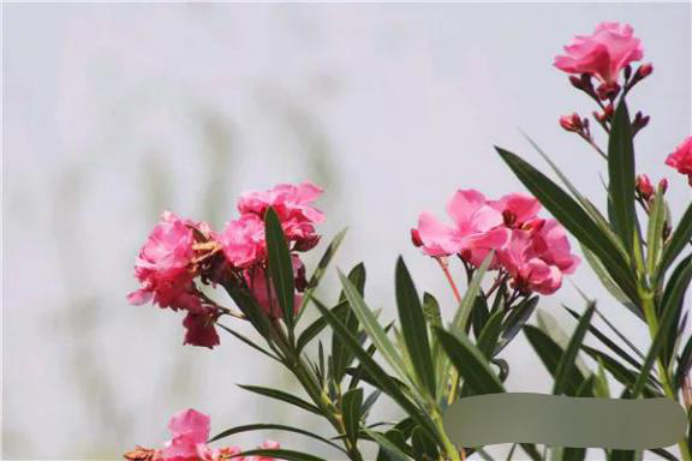 生肖|到了八月,财运滚滚到,喜鹊喳喳叫,三大生肖大运难挡