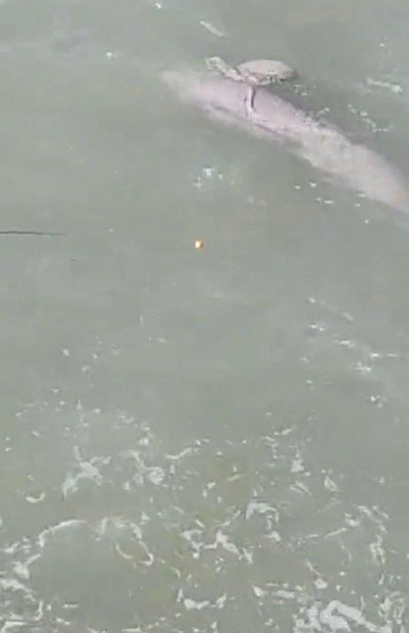 社会养老|钓到“江豚”还炫耀？这位钓鱼人引发热议，网友：三年起步