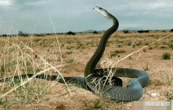 毒蛇|黑曼巴VS海岸太攀蛇，谁才是“世界上最危险的毒蛇”？