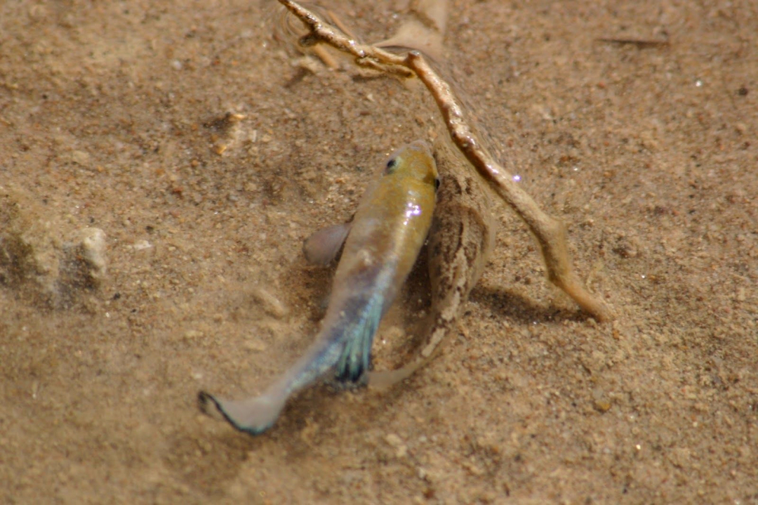 「火星」命最“硬”的鱼，在沙漠里挣扎了5万年，人类看不下去出手相助