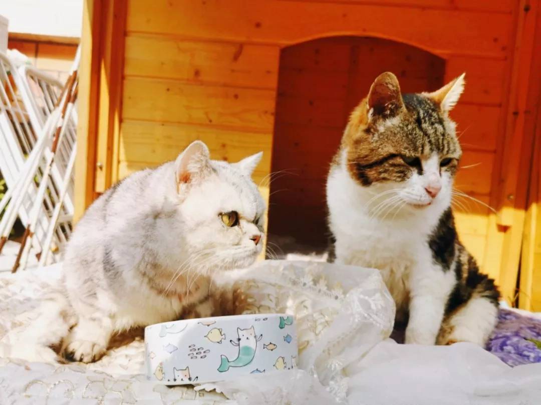 在痛苦中生活的残疾猫咪该不该安乐死？