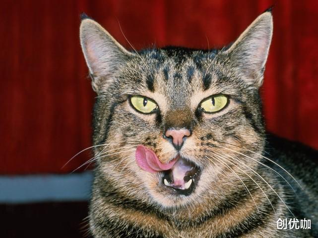 白羊座|11月,生活很苦,而你很甜,3星座将遇见真爱,牵手幸福