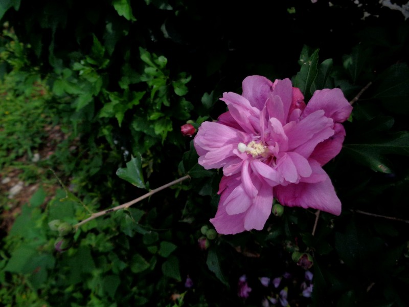 生肖@下个月,撞上桃花运,月老亲自来赐姻缘,旧爱有望回归的四大生肖