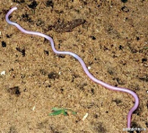 |只有面条那么细，一根笔那么长，怎么活下来？小蛇：我给天敌打工