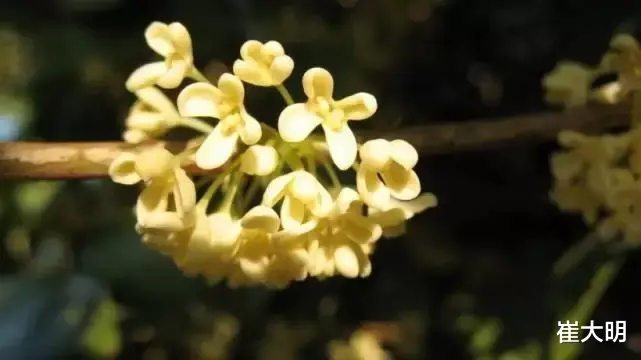#生肖#7月中旬飞来桃花，朵朵艳丽的4大生肖，珍惜情缘成就甜蜜的爱情