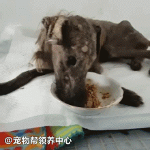 干尸狗狗绝食想结束生命……她每天跟它谈心，接着发生巨变！