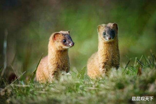 『』为什么进屋的黄鼠狼不能打死？不是封建迷信，是有科学依据的