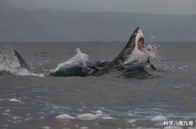 大白鲨|南非4米大白鲨猎杀10米座头鲸,先咬尾后咬头,仅用50分钟!