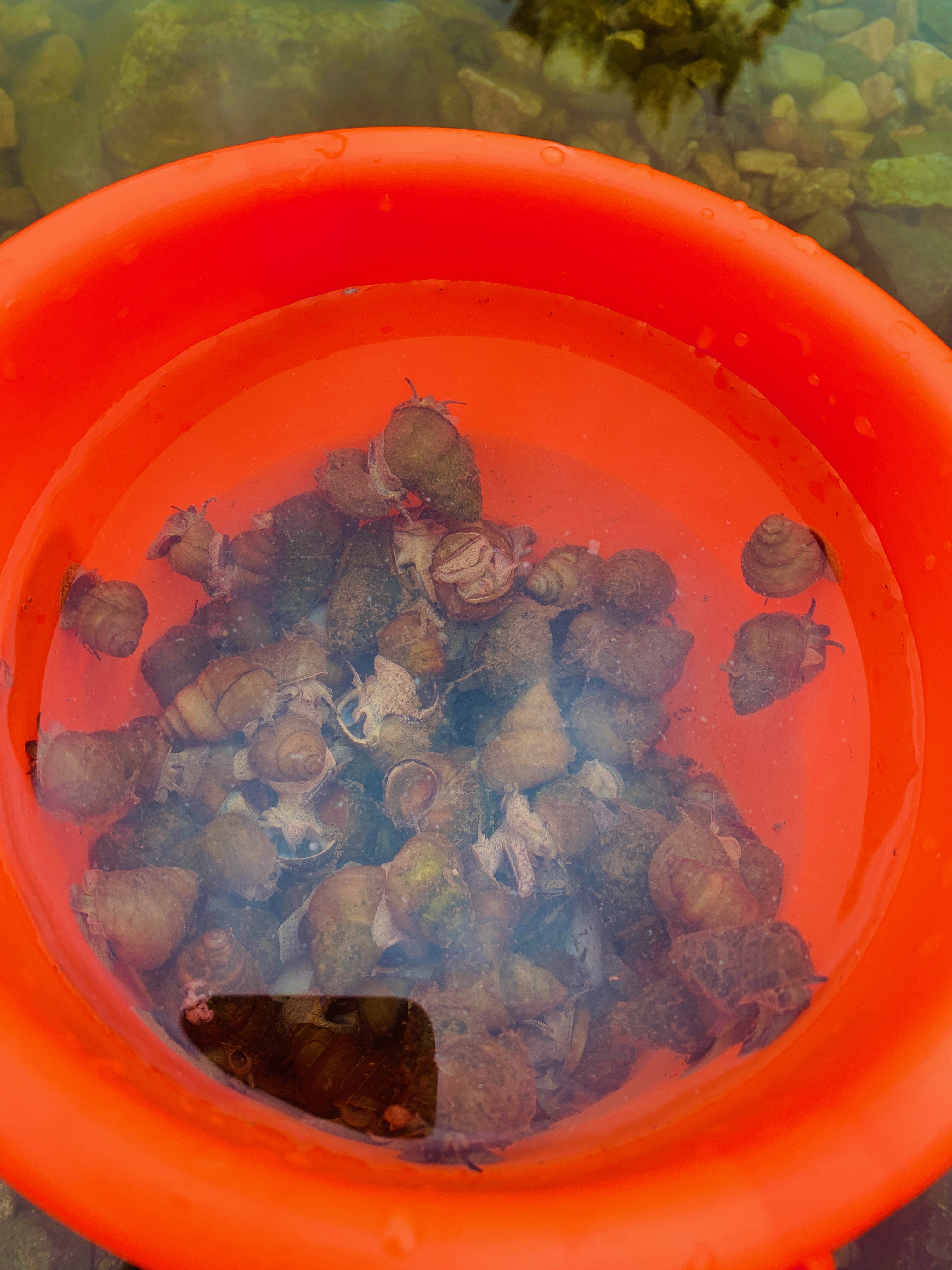 ##京郊一处避暑秘密地,人少;可以抓田螺、搭帐篷,钓鱼